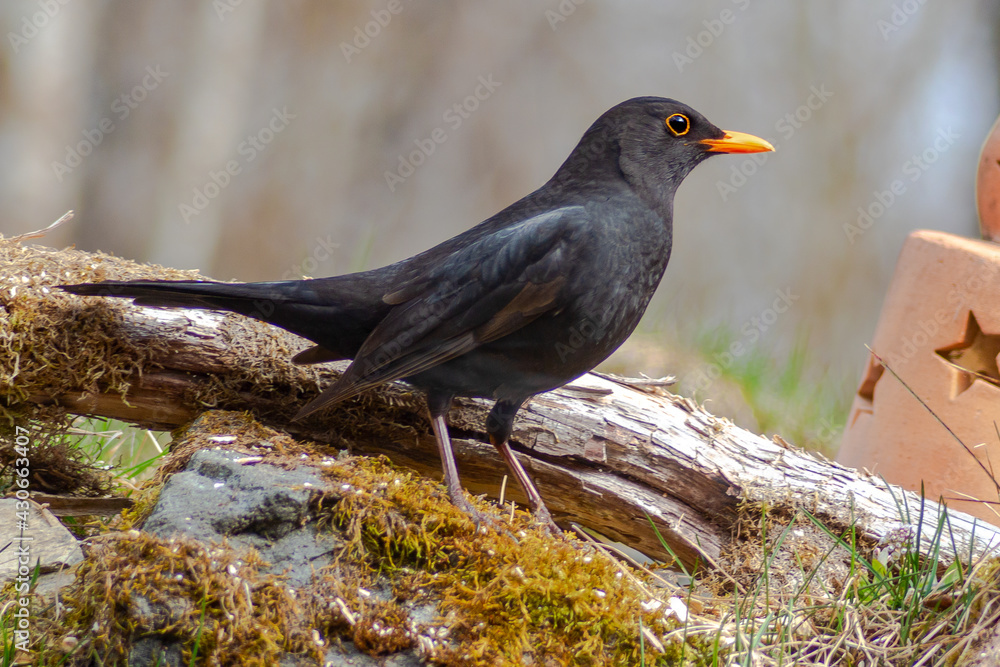 Fototapeta premium Blackbird, Turdus merula, in the home garden. focus on foreground