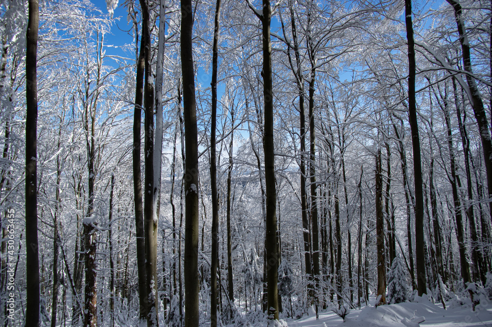 Winter forest in the Carpathian mountains Winter forest in the Carpathian mountains