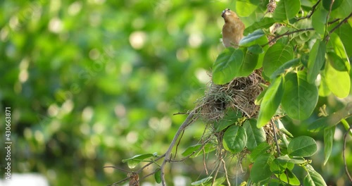 A bird was entering its nest, a bird nesting in a tree, a bird with a beautiful nature. photo