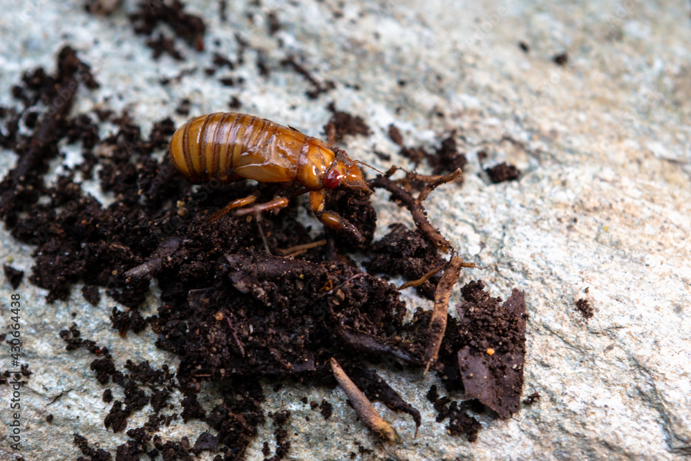 Brood-X Cicada crawling up out of the rocky dirt Brood-X Cicada crawling up out of the rocky dirt