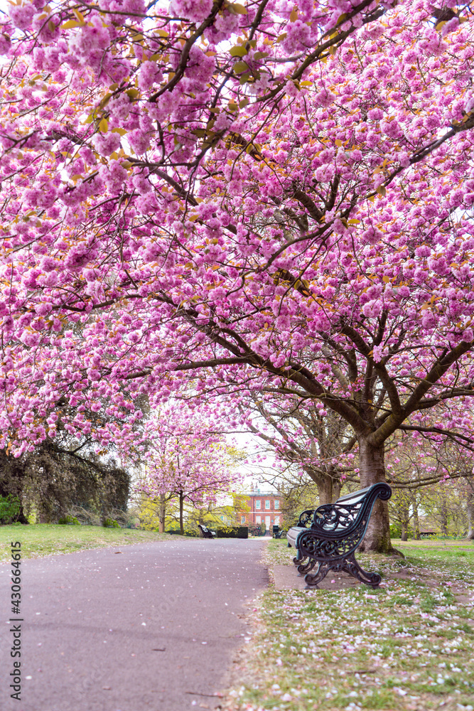 Obraz premium Blooming Cherry Blossom in Greenwich Park, London - April 2021 - Portrait