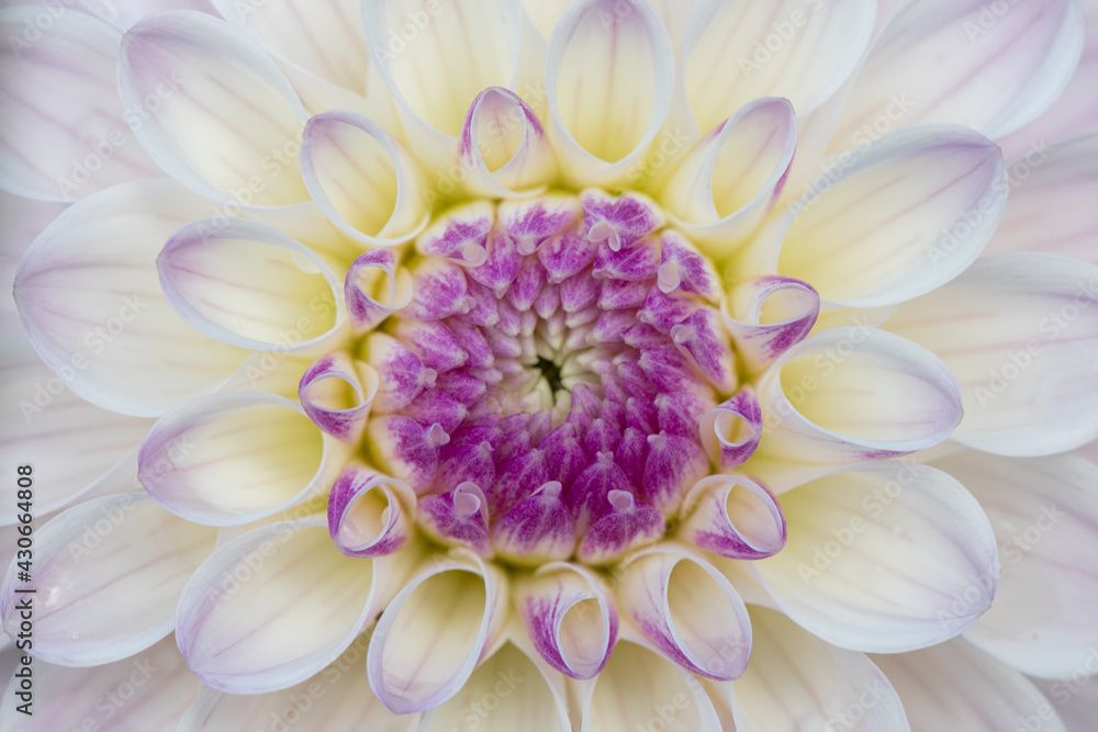 Fototapeta premium Dahlia Patterns