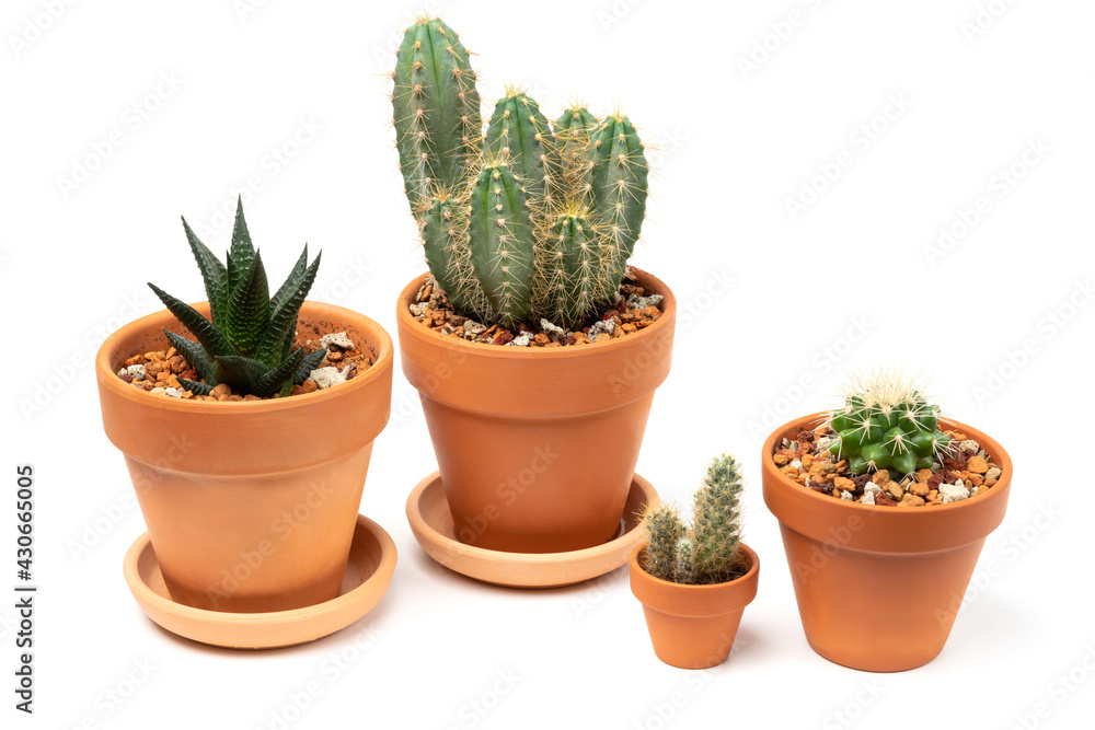 Collection Of Various Cactus in unpainted ceramic pots. Isolated on white background. Collection Of Various Cactus in unpainted ceramic pots. Isolated on white background.