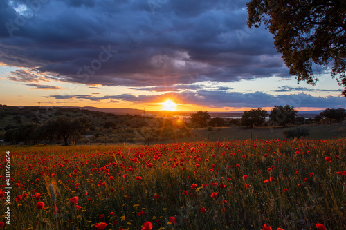 Sunset in a poppy field with trees in the background.