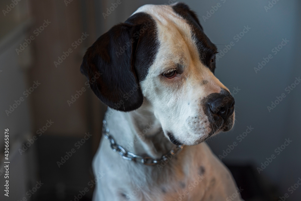 Close up view of mixed breed dog Boxer-Pointer dog.