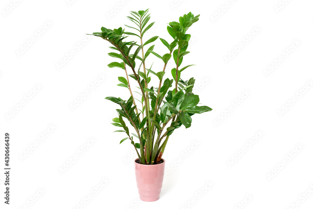 Zamioculcas flower Zanzibar Gem ZZ Plant aroid palm in pot isolated on white background Zamioculcas flower Zanzibar Gem ZZ Plant aroid palm in pot isolated on white background