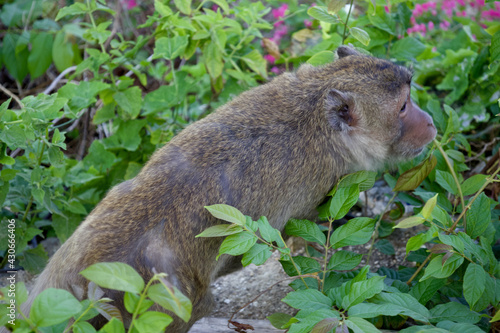 Closeup shot of a toque macaque in a bush