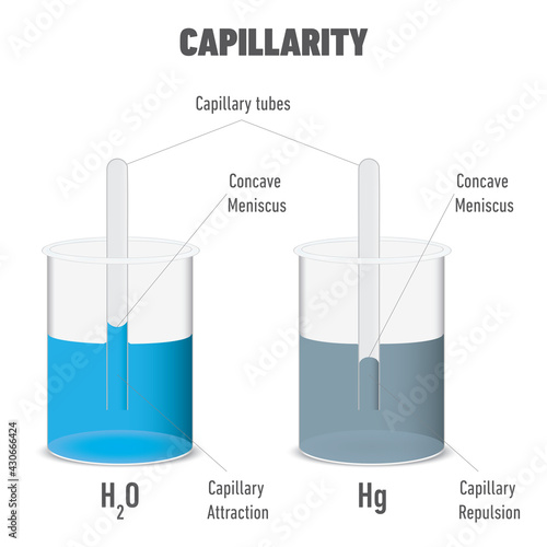 Capillary action and cohesion and adhesion of water