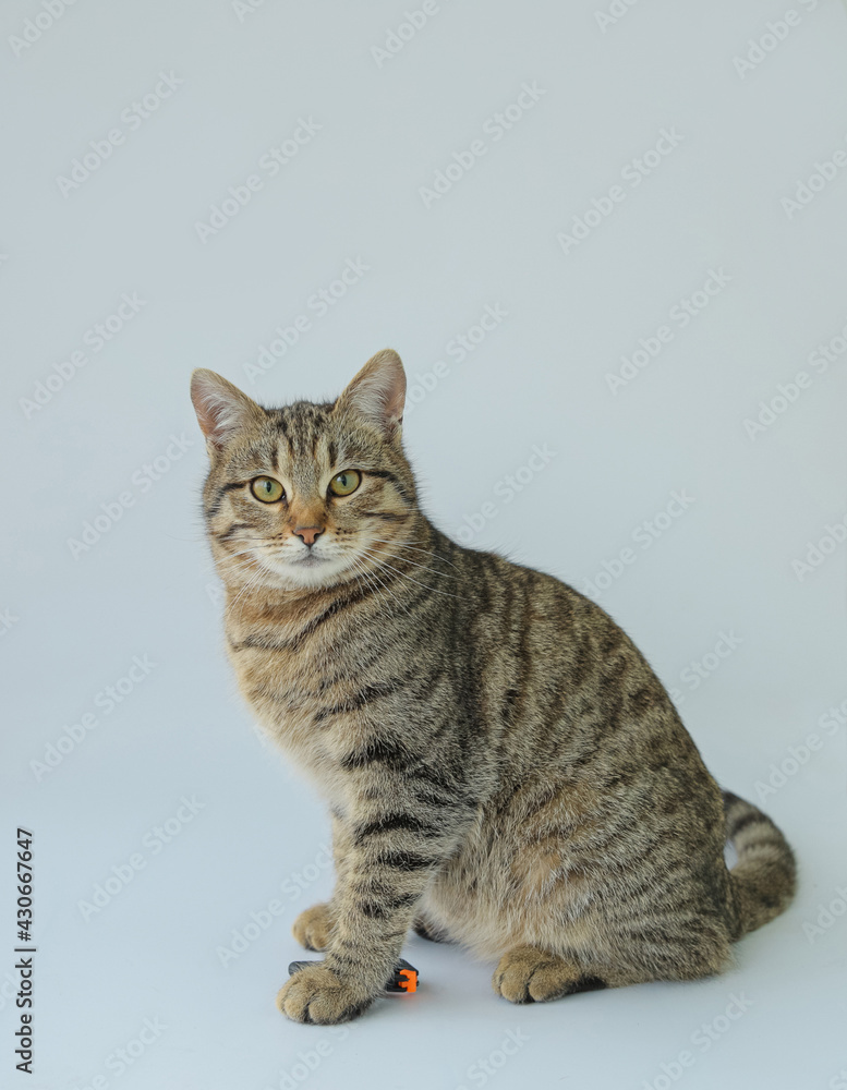 A tortoiseshell cat isolated on a white background