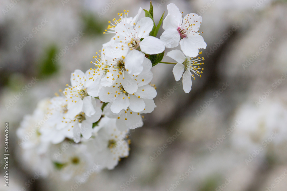 Branches of a blossoming tree against the sky. Cherry plum flowers.