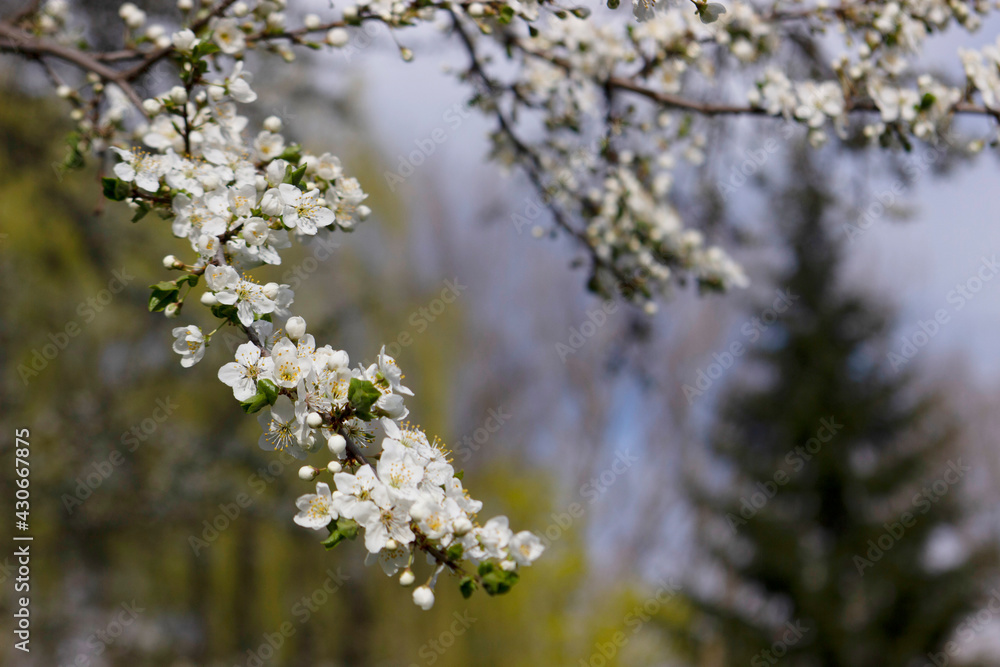 Branches of a blossoming tree against the sky. Cherry plum flowers. Branches of a blossoming tree against the sky. Cherry plum flowers.