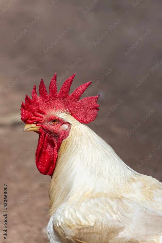 White chicken with blurred background.