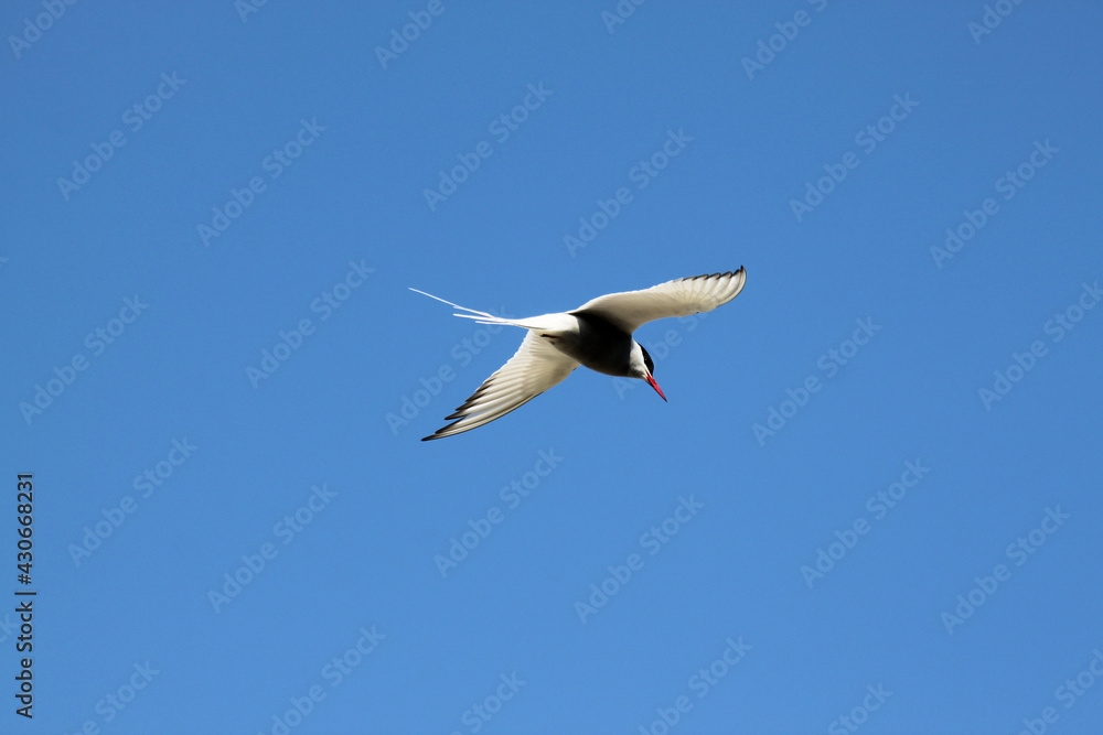 Obraz premium An Arctic Tern in flight over Farne Islands