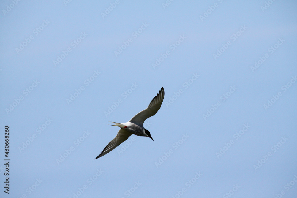 An Arctic Tern in flight over Farne Islands An Arctic Tern in flight over Farne Islands