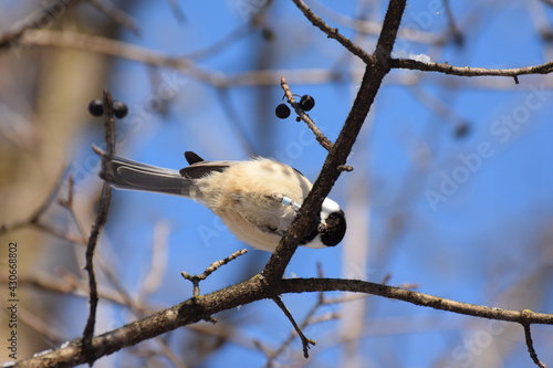 chickedee photo