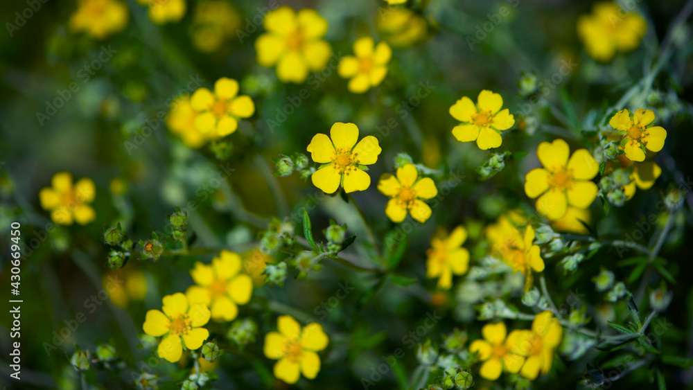 background texture green grass and many small yellow meadow flowers. wildflowers top view. abstract seasonal background, summer little flowers, nature spring, floral abstraction, soft selective focus