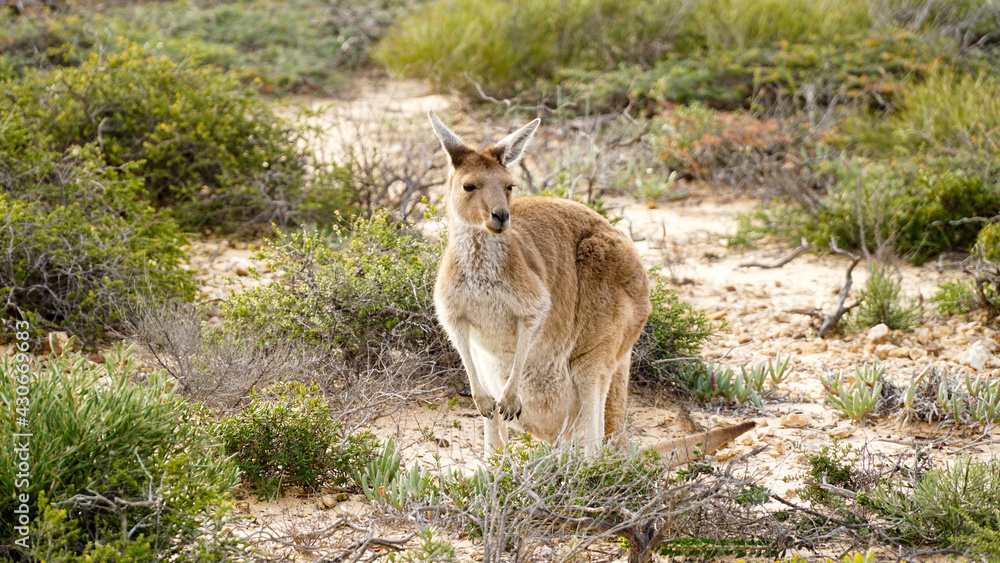 Kangaroo at Kalbarri National Park in Western Australia. Kangaroo at Kalbarri National Park in Western Australia.
