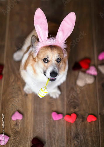  portrait dog puppy corgi in pink rabbit ears with an Easter painted egg in her teeth