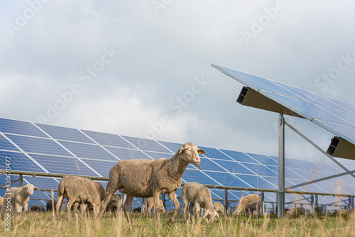 Fototapeta solar power panels with grazing sheeps - photovoltaic system