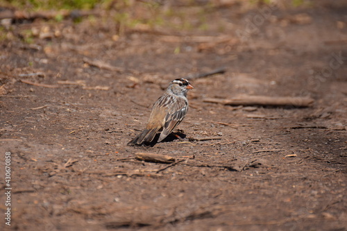 White-crowned sparrow