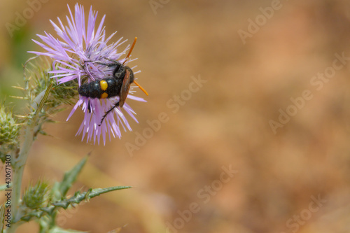 wasp, bee (Scolia hirta) feeding on wild thistle flower