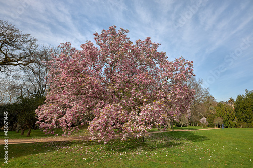 View of a large magnolia tree in bloom time.