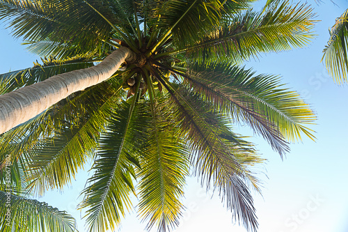 Coconut palm tree over bright sky