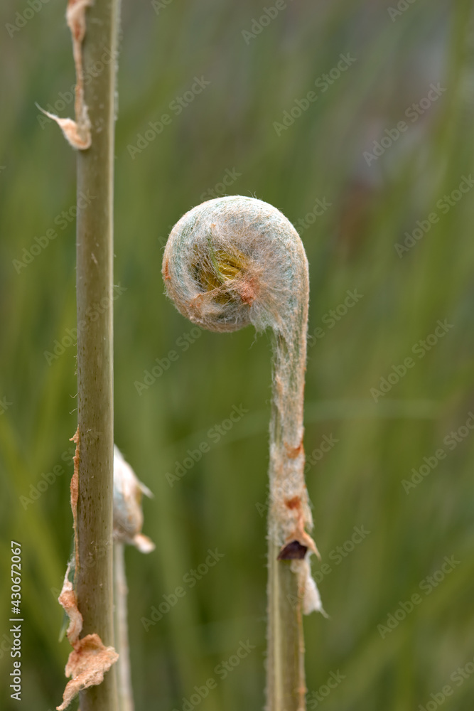 Close-up of a royal fern (Osmunda regalis) bud on a green background. Close-up of a royal fern (Osmunda regalis) bud on a green background.