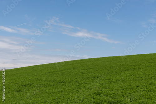 Green grass field and clear blue sky