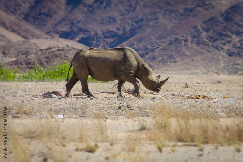A wild black rhino in the Kaokoland walking on his own in the semi arid desert close to the Skeleton Coast Desert, Namibia