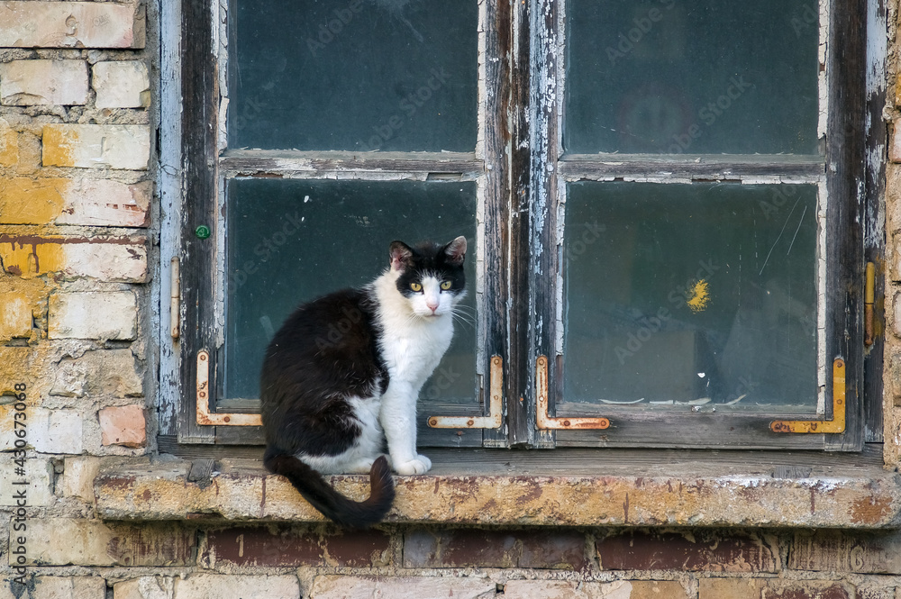 Czarno-biały kot siedzący na parapecie starego drewnianego okna - obrazy, fototapety, plakaty 