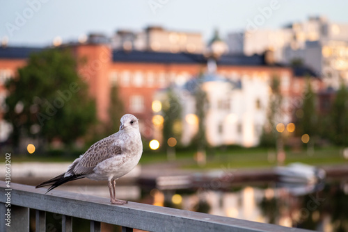 Gull at the time of summer sunrise