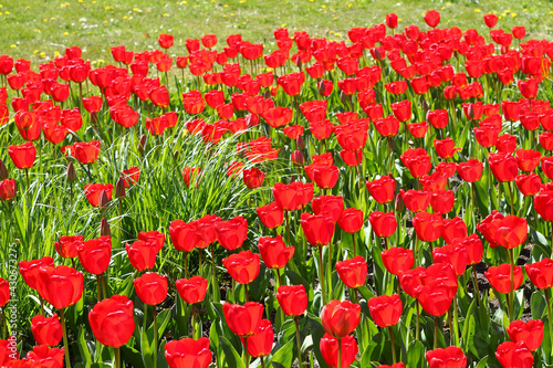 A group of many red tulips in the Netherlands on a April day in the sunlight