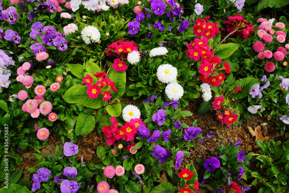 Fleurs printanières Fleurs printanières