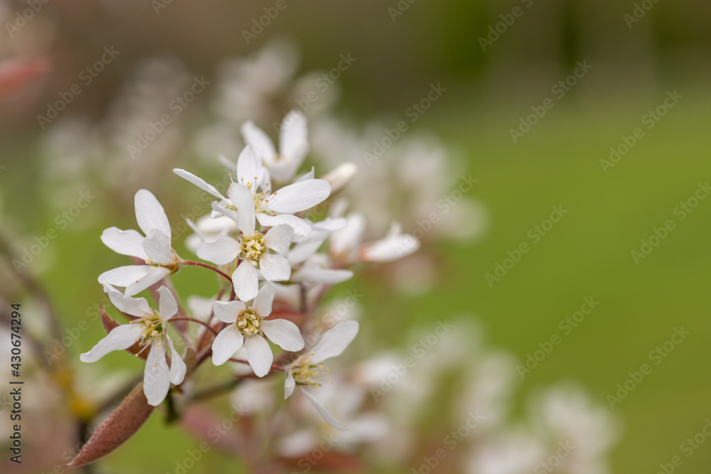 Close up of smooth serviceberry (amelanchier laevis) flowers in bloom Close up of smooth serviceberry (amelanchier laevis) flowers in bloom