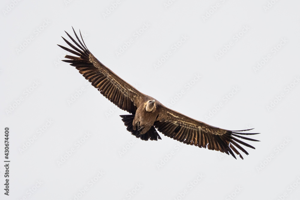 Fototapeta premium Griffon vulture, Gyps fulvus in Monfrague National Park. Extremadura, Spain
