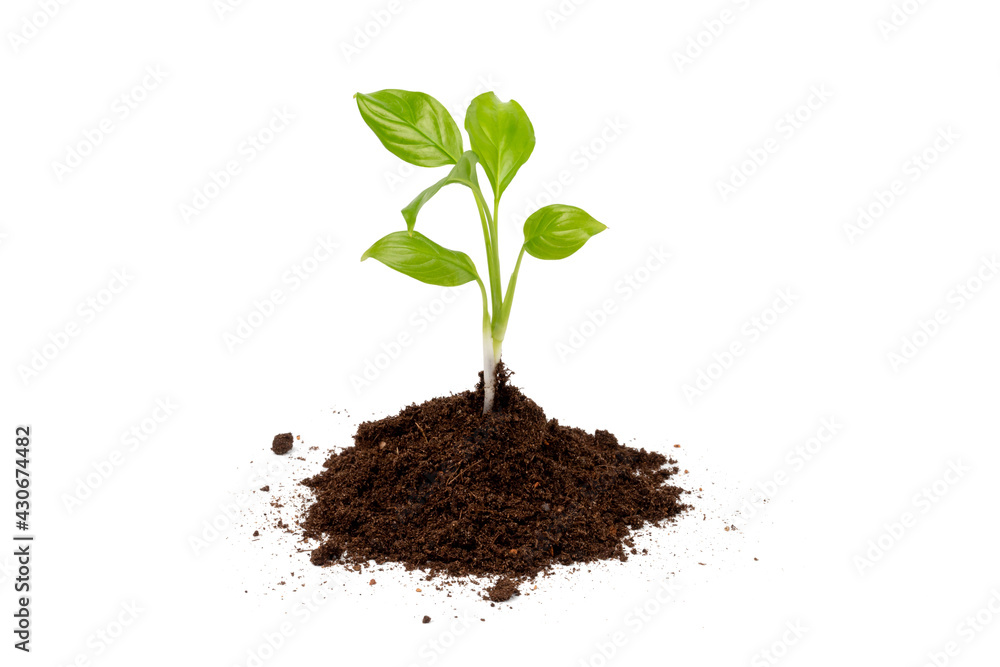 Young sprout grows from a pile of black earth, isolated on a white background. Concept of growth or new life Young sprout grows from a pile of black earth, isolated on a white background. Concept of growth or new life