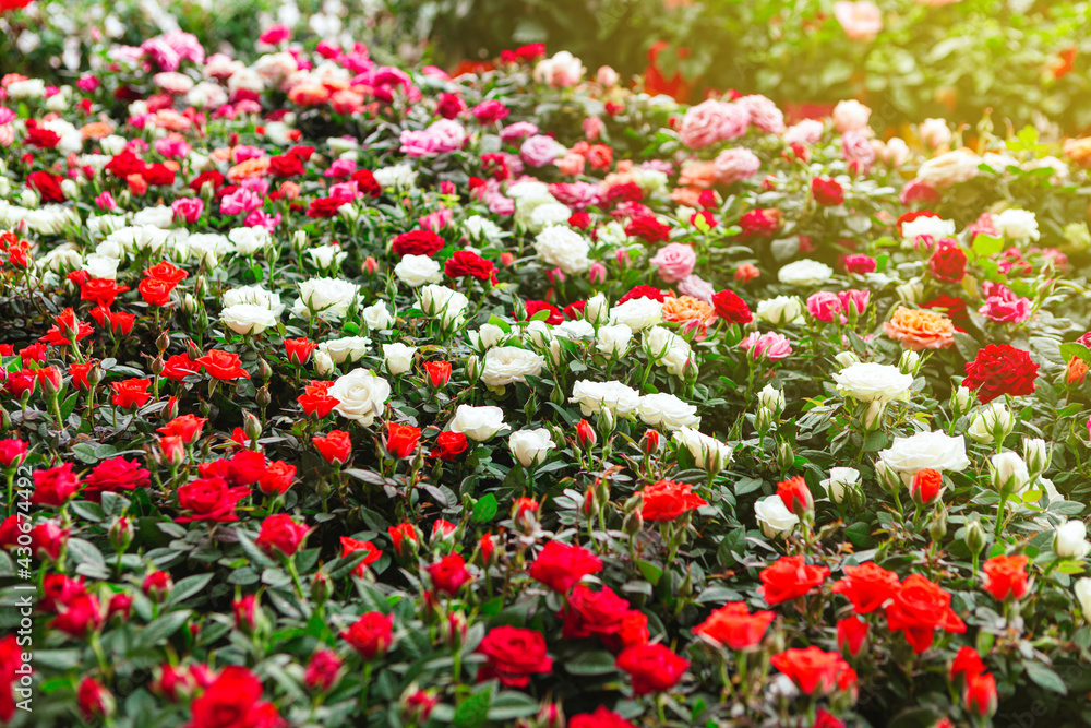 Background of beautiful red, white and pink roses blooming in the garden during spring