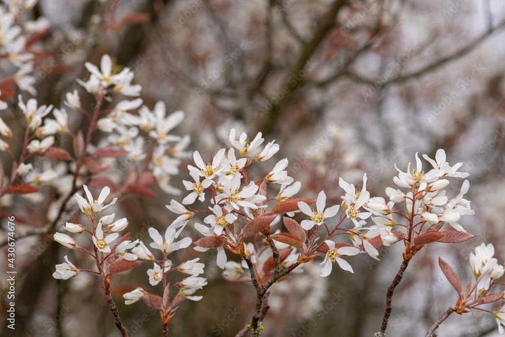 Close up of smooth serviceberry (amelanchier laevis) flowers in bloom Close up of smooth serviceberry (amelanchier laevis) flowers in bloom