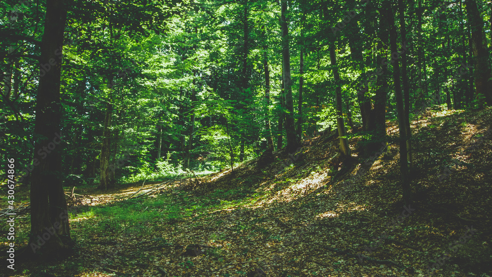 Obraz premium The beautoful forest in the meses mountains - Zalau - Salaj