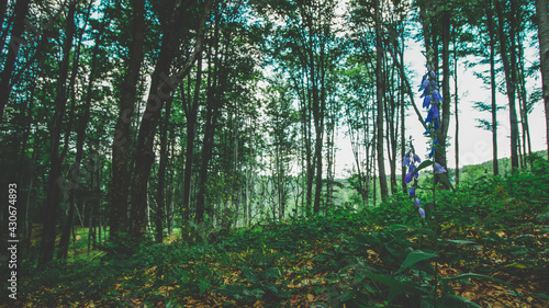 The beautoful forest in the meses mountains - Zalau - Salaj photo