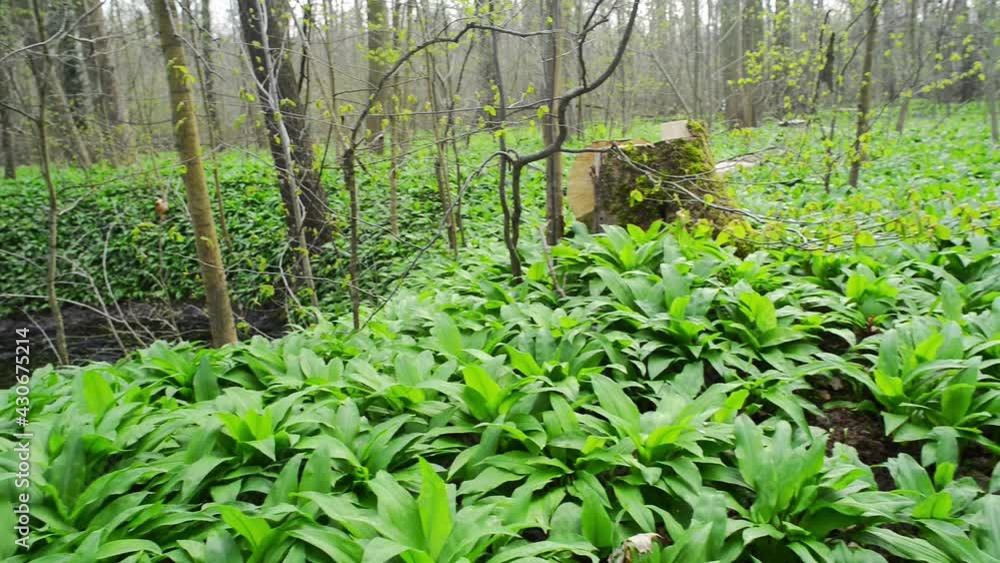 A Forest in Germany with wild garlic plants on the ground A Forest in Germany with wild garlic plants on the ground