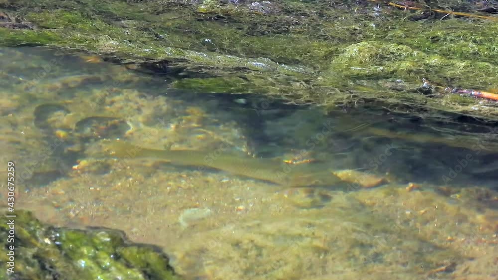 A fish in a long mossy freshwater stream.Underwater river animal brook wild wildlife creek fluvial potamic water waters little small mini single solo alone one solitary surrounded by surrounding swamp A fish in a long mossy freshwater stream.Underwater river animal brook wild wildlife creek fluvial potamic water waters little small mini single solo alone one solitary surrounded by surrounding swamp