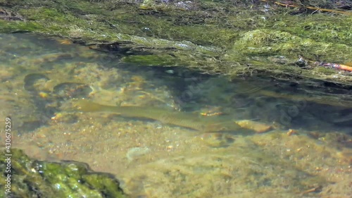 A fish in a long mossy freshwater stream.Underwater river animal brook wild wildlife creek fluvial potamic water waters little small mini single solo alone one solitary surrounded by surrounding swamp photo