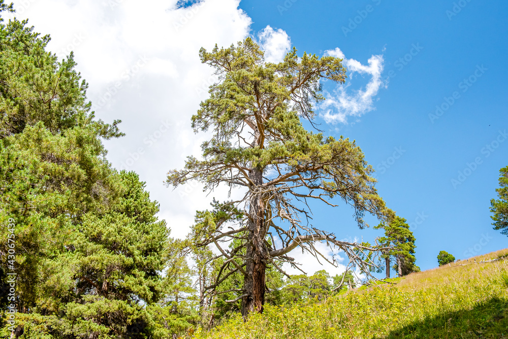 Fototapeta premium Pine tree in the background with a beautiful weather blue sky with copy space on a blue background to the left 