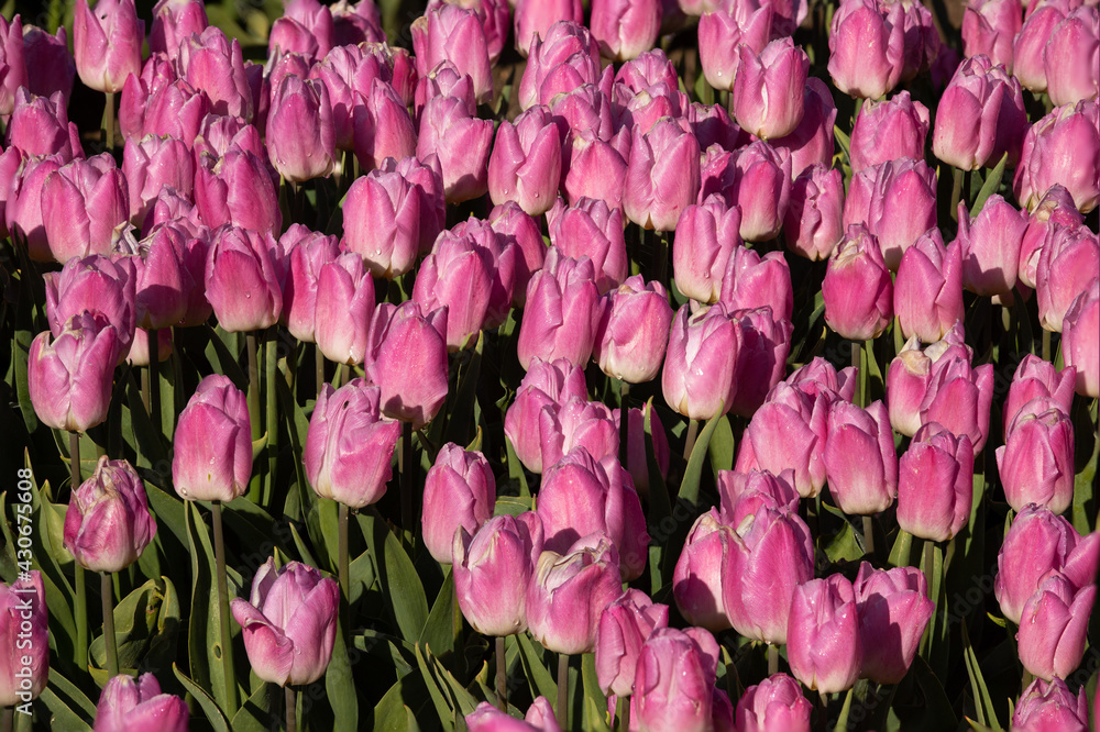 Pink tulips on the bulb field.