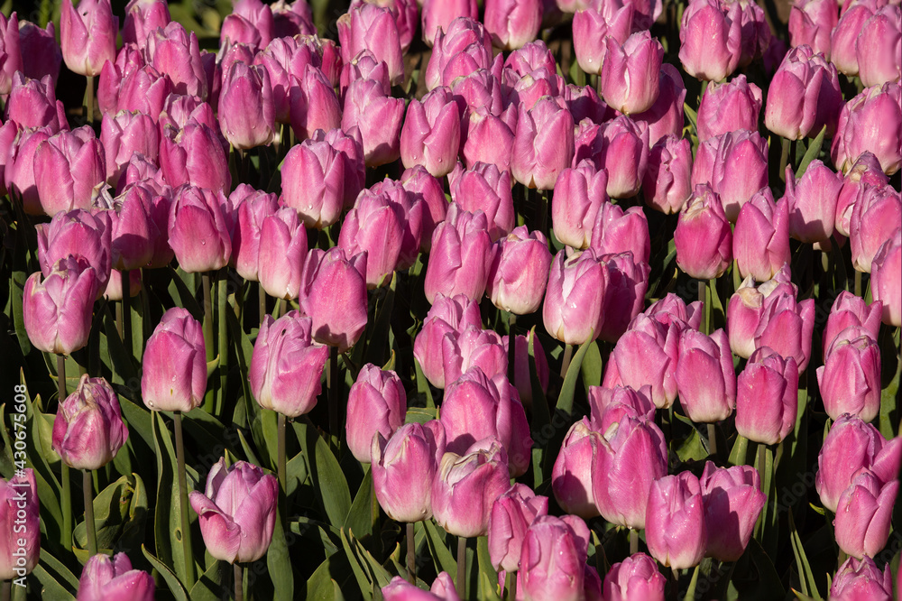 Pink tulips on the bulb field. Pink tulips on the bulb field.