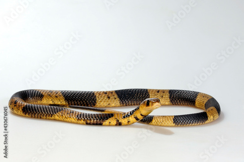 Snouted cobra, Banded Egyptian cobra // Gebänderte Kobra (Naja annulifera) photo