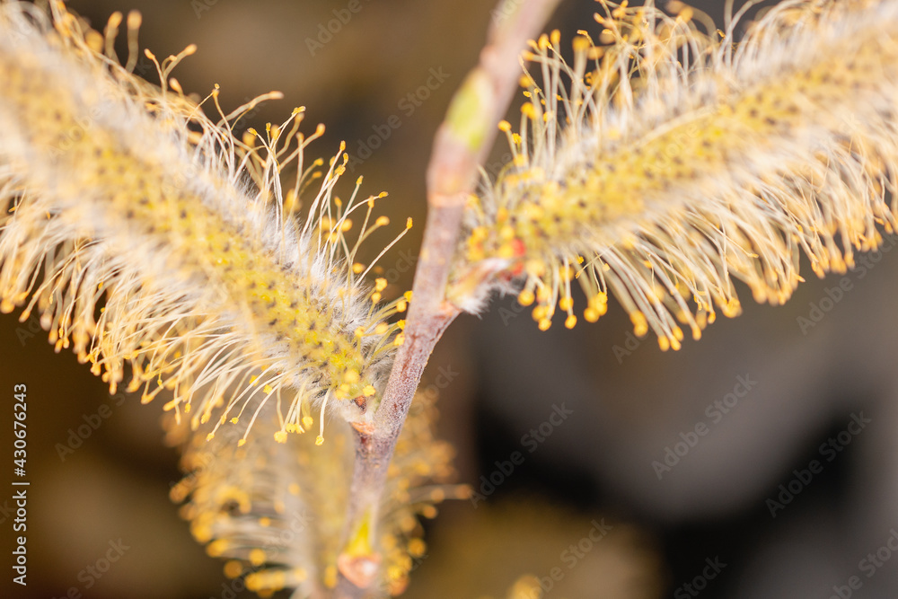 Blooming twig of yellow and fluffy willow. Blooming twig of yellow and fluffy willow.