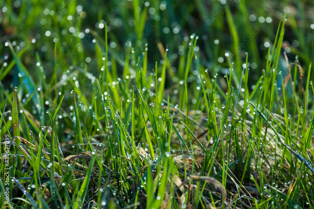 Abstract fresh background with dew and grass Abstract fresh background with dew and grass